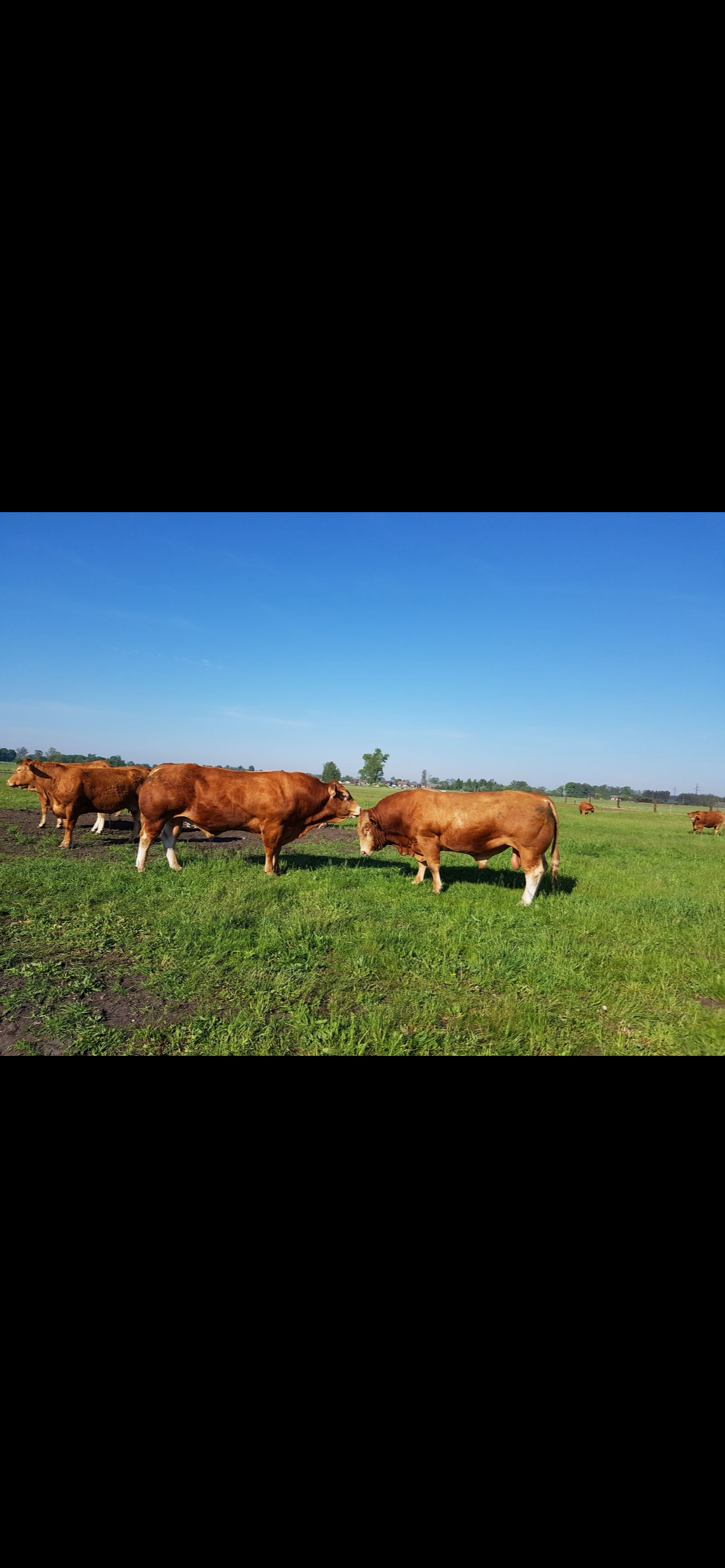 Producer Farm Hero